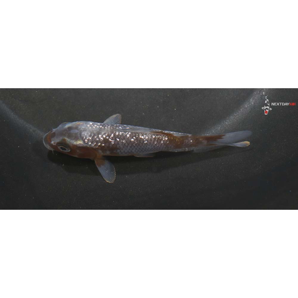 3.5” Imported Gin Rin Ochiba Shigure