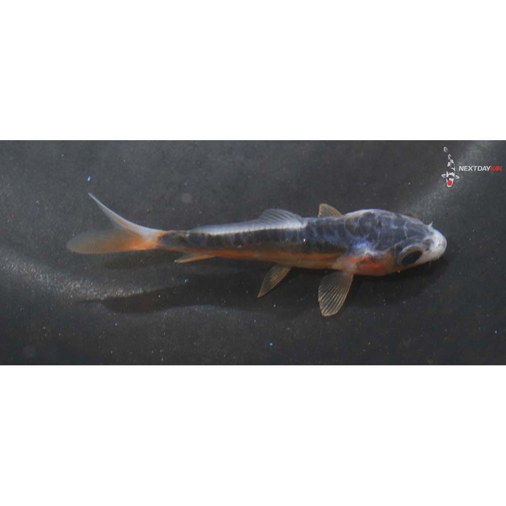 2.5” Imported Shusui