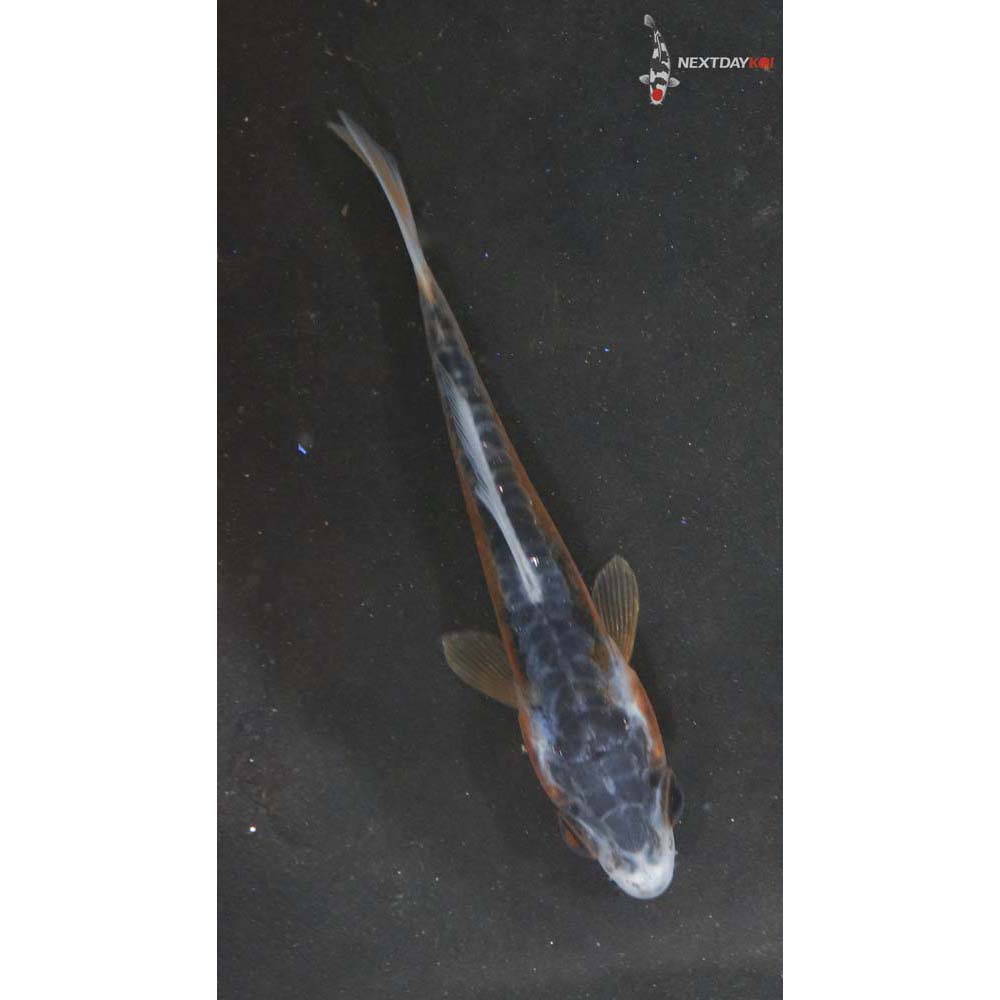 2.5” Imported Shusui