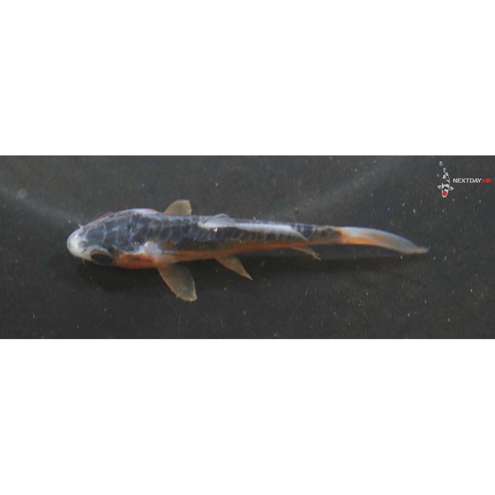 2.5” Imported Shusui