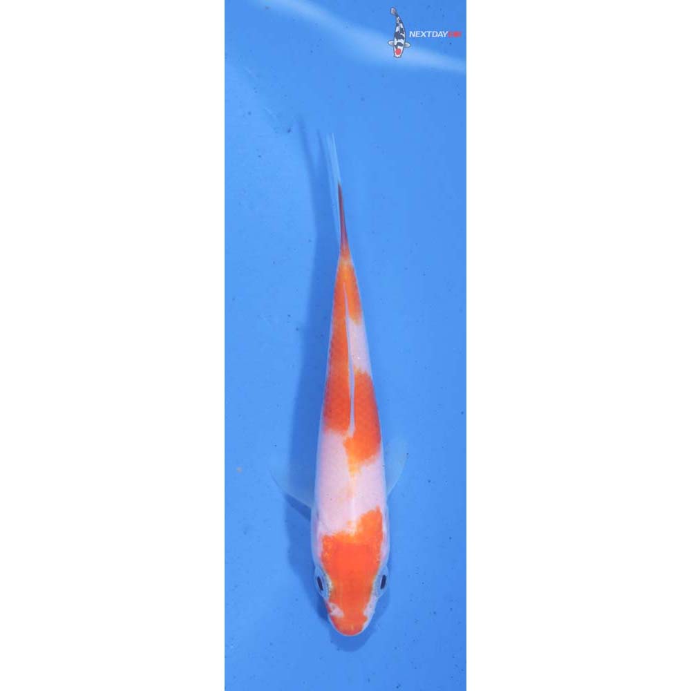 3” Imported Kohaku