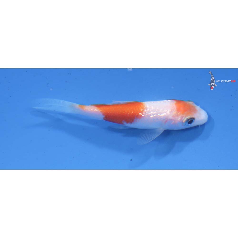 2.5” Imported Gin Rin Kohaku