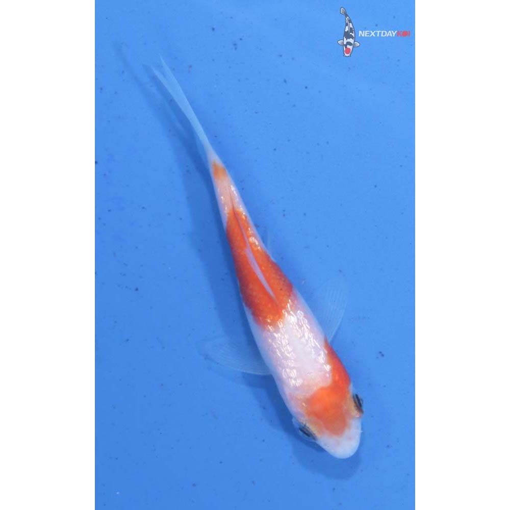 2.5” Imported Gin Rin Kohaku