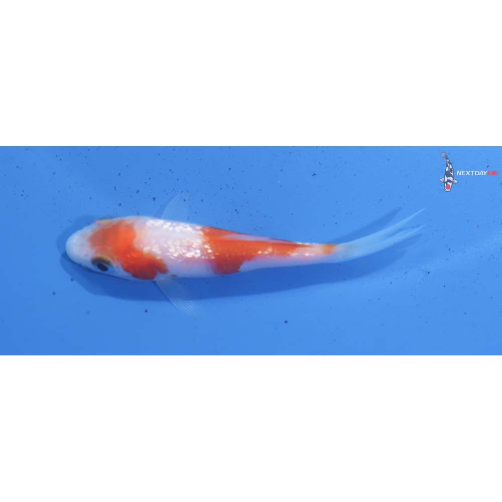 2.5” Imported Gin Rin Kohaku