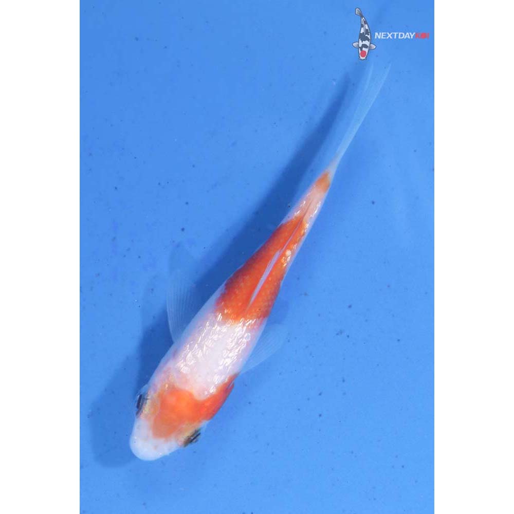 2.5” Imported Gin Rin Kohaku