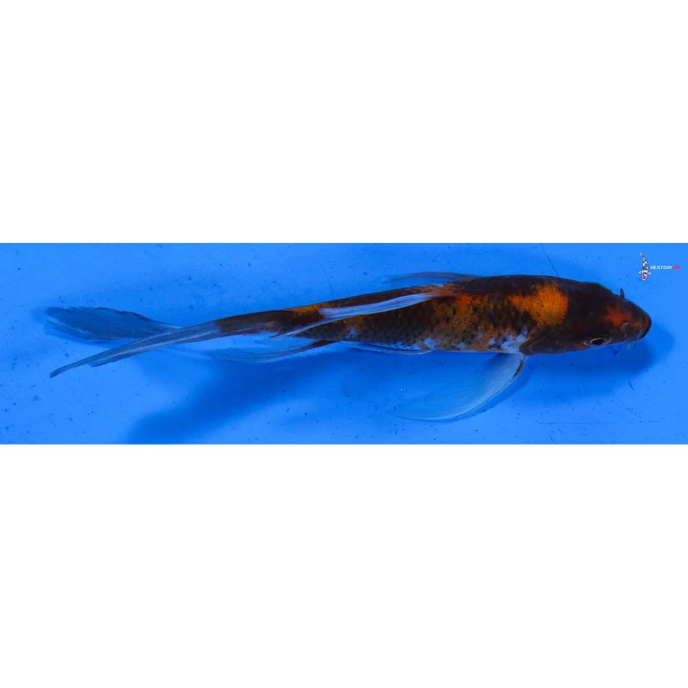 5” Imported Showa Butterfly Koi