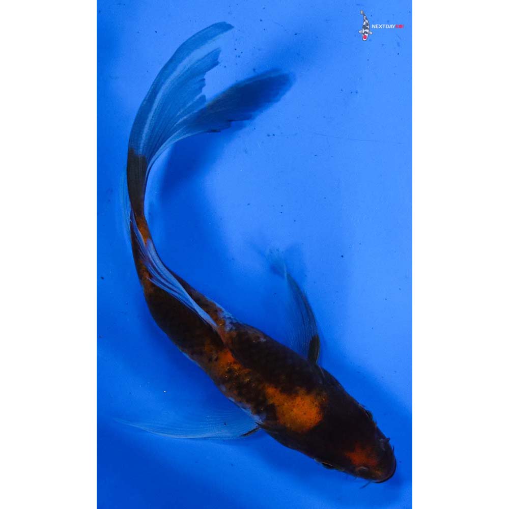 5” Imported Showa Butterfly Koi