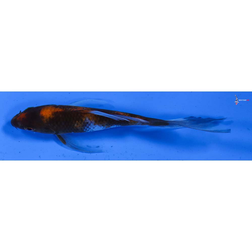 5” Imported Showa Butterfly Koi