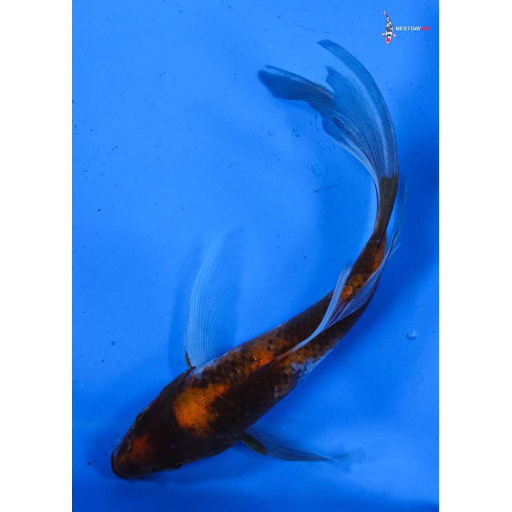 5” Imported Showa Butterfly Koi