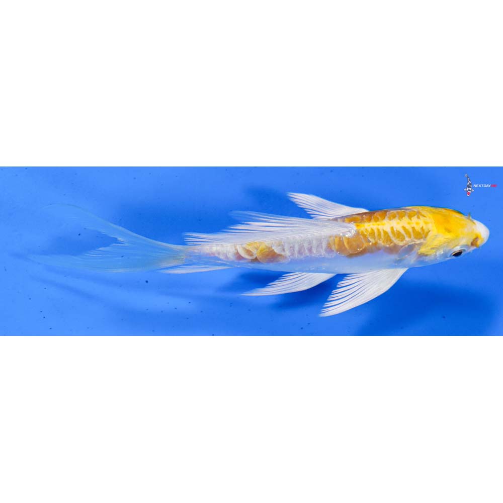 5” Imported Doitsu Lemon Hariwake Butterfly Koi