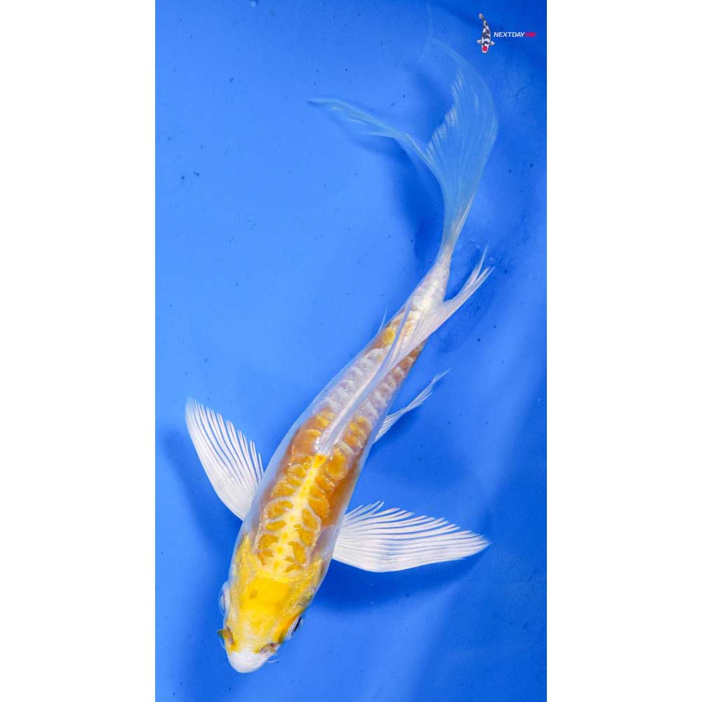 5” Imported Doitsu Lemon Hariwake Butterfly Koi