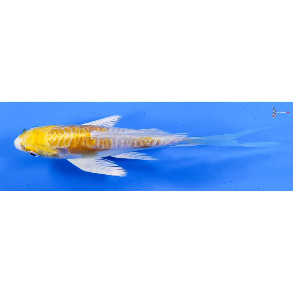 5” Imported Doitsu Lemon Hariwake Butterfly Koi