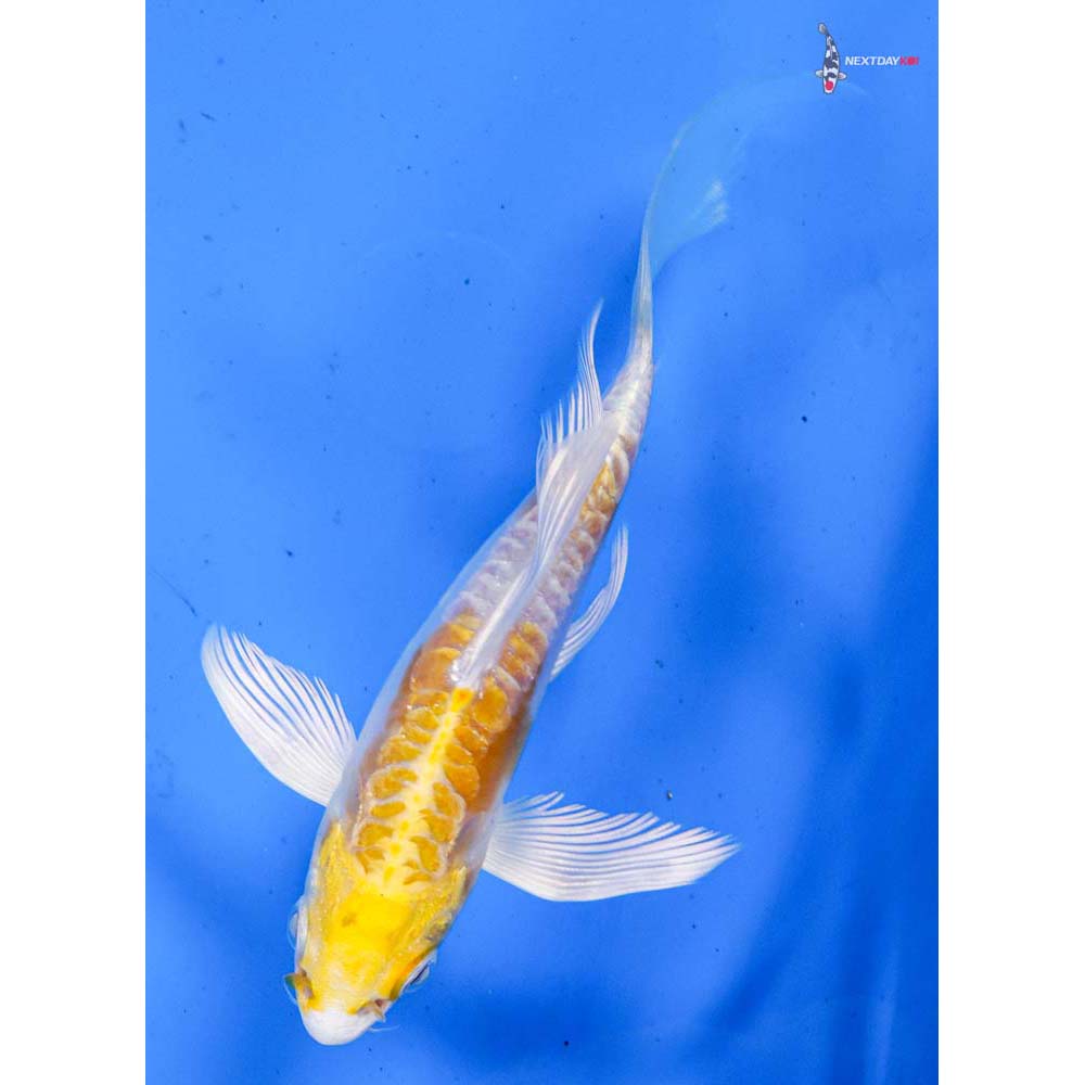 5” Imported Doitsu Lemon Hariwake Butterfly Koi