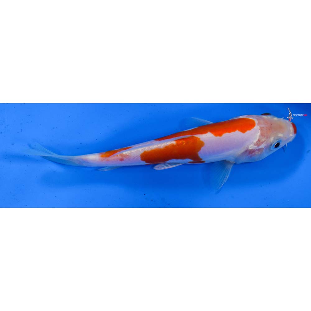 5.5” Imported Doitsu Kohaku