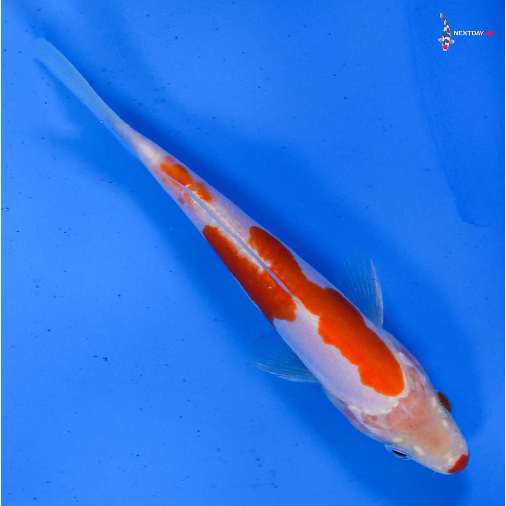 5.5” Imported Doitsu Kohaku