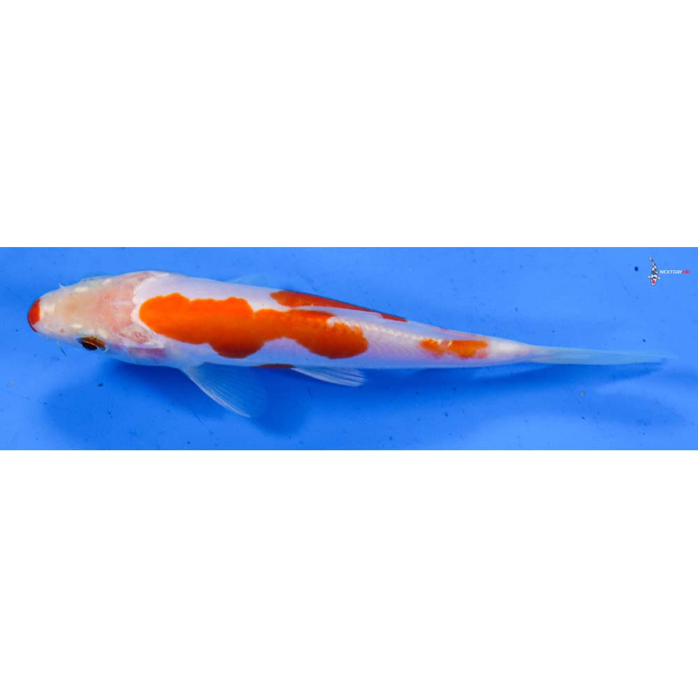 5.5” Imported Doitsu Kohaku