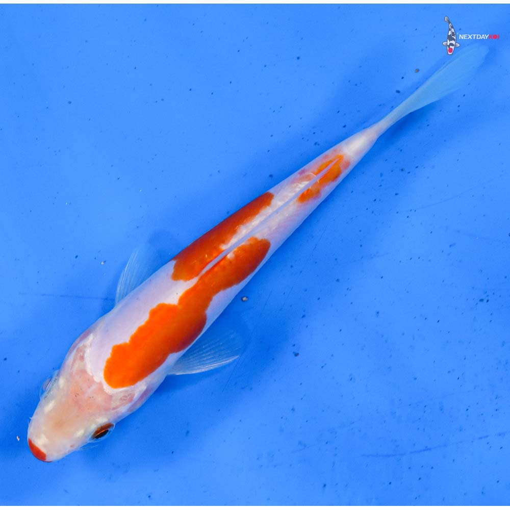 5.5” Imported Doitsu Kohaku