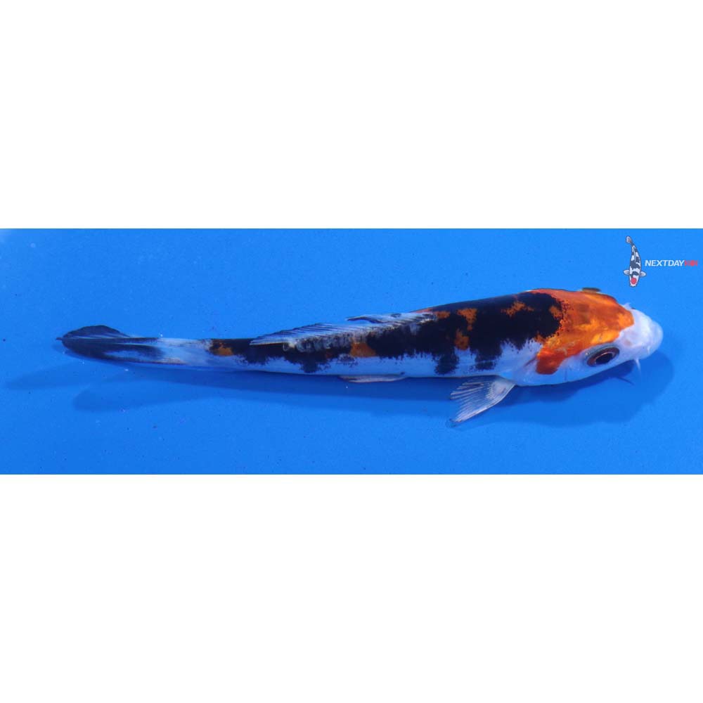 3.5” Imported Heisei Nishiki