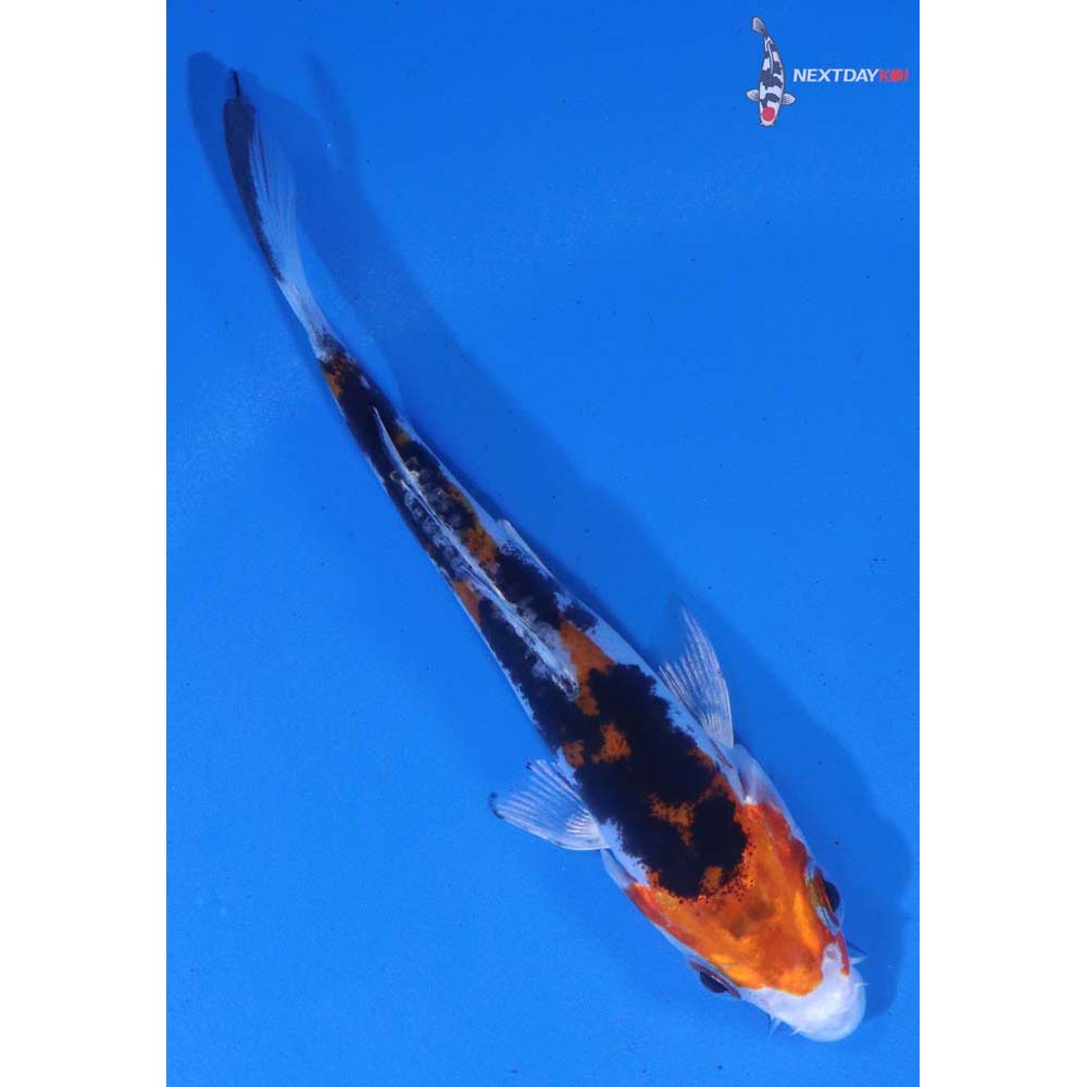 3.5” Imported Heisei Nishiki