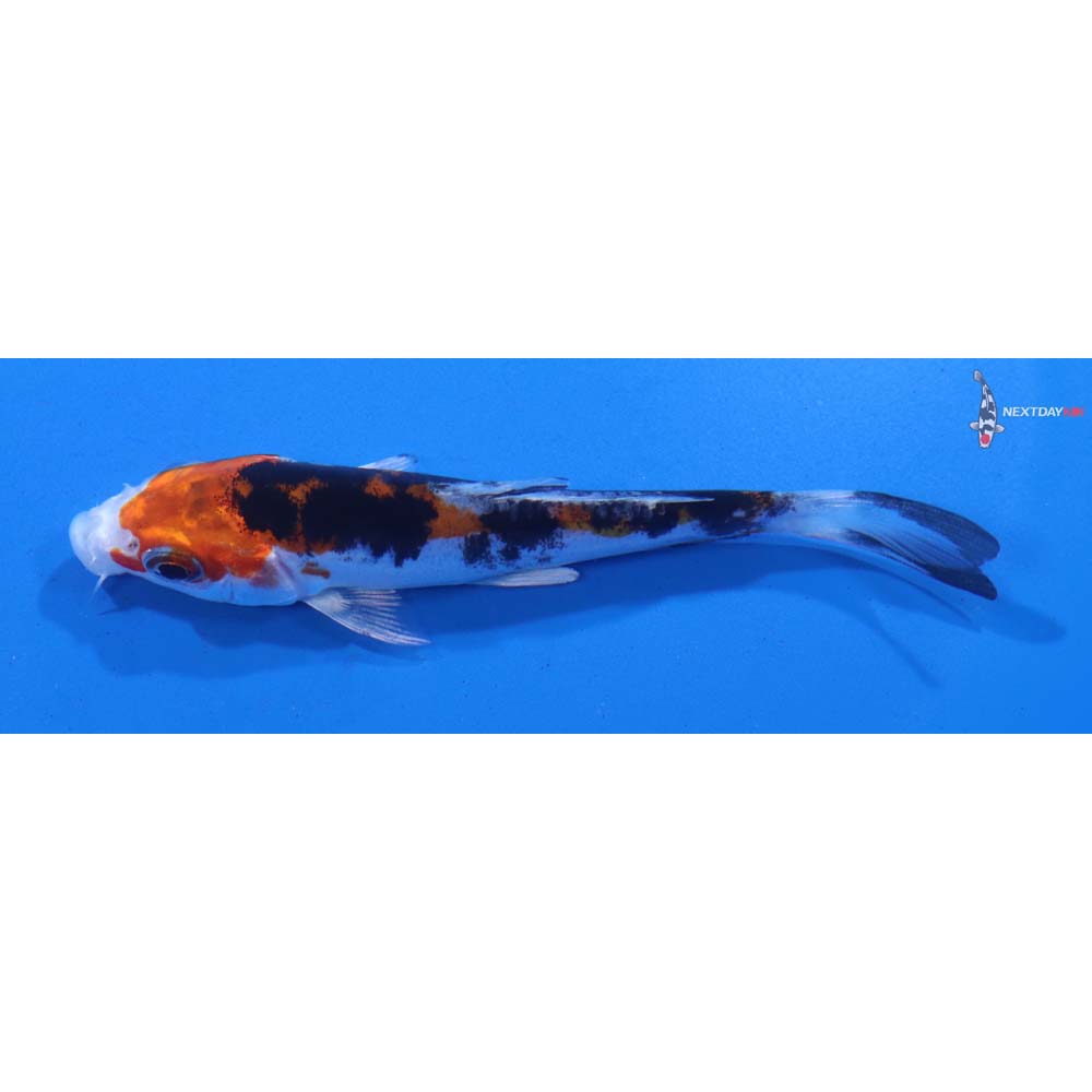 3.5” Imported Heisei Nishiki
