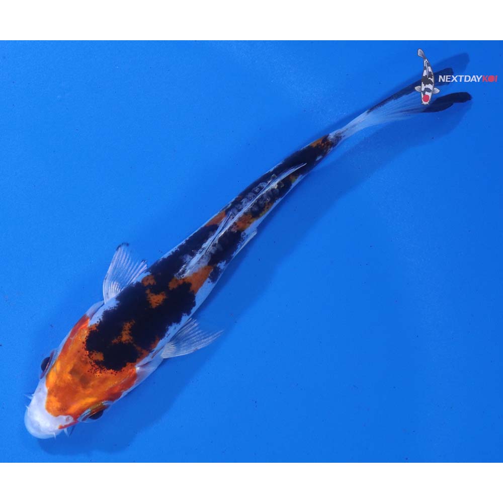 3.5” Imported Heisei Nishiki
