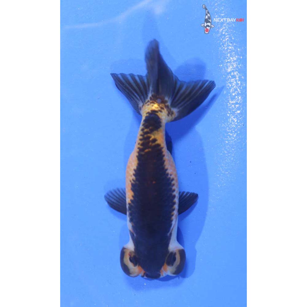 3” Imported Tri Color Bubble Eye