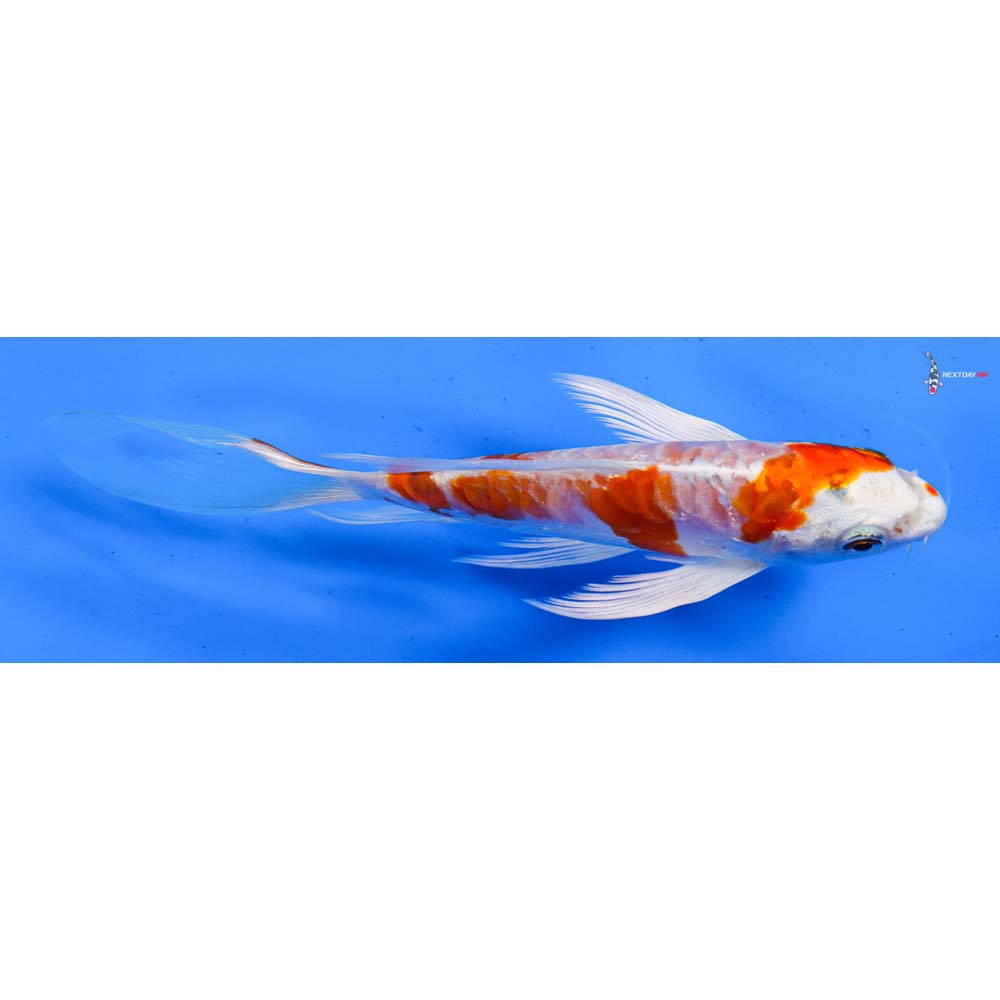 5.5” Imported Kikusui Butterfly Koi
