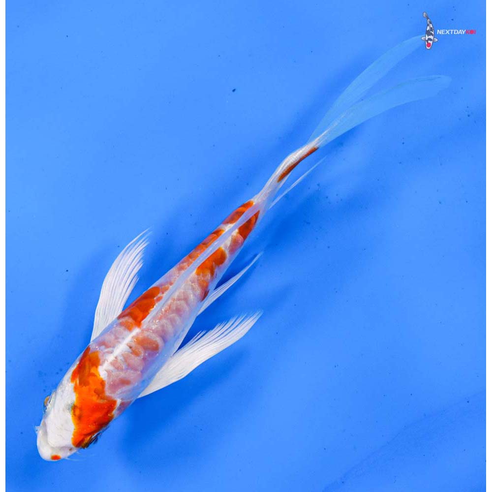 5.5” Imported Kikusui Butterfly Koi