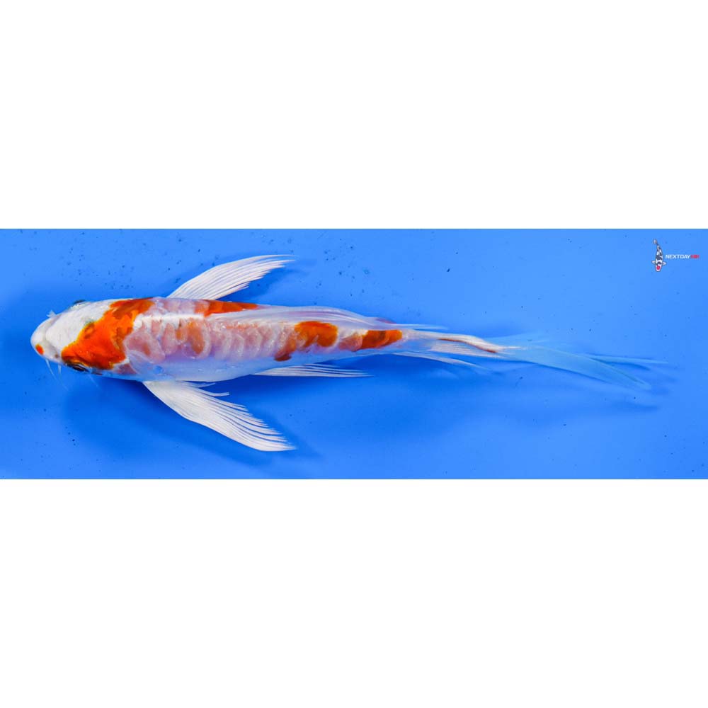 5.5” Imported Kikusui Butterfly Koi