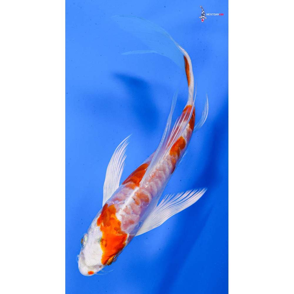 5.5” Imported Kikusui Butterfly Koi