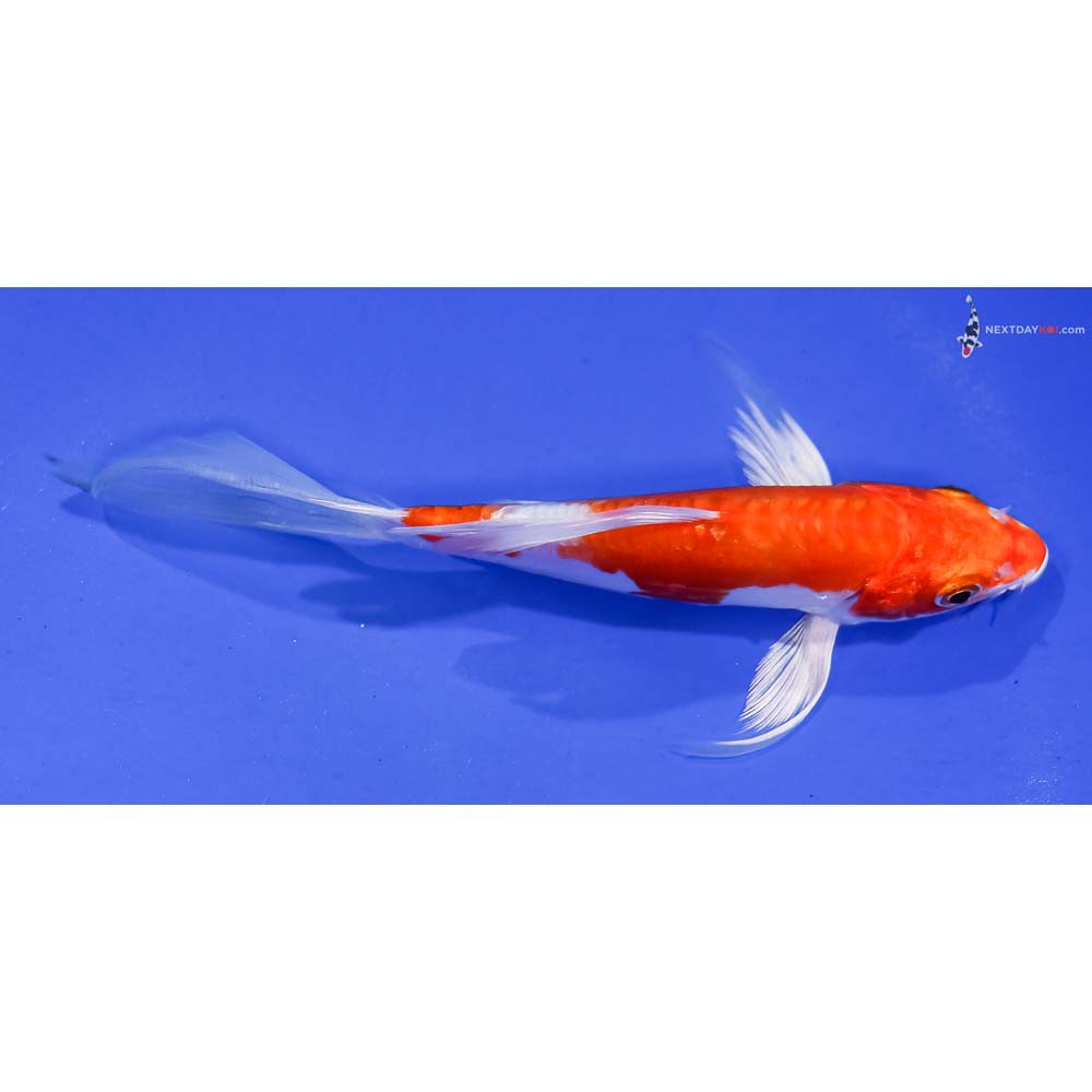 6” Imported Kikusui Butterfly Koi