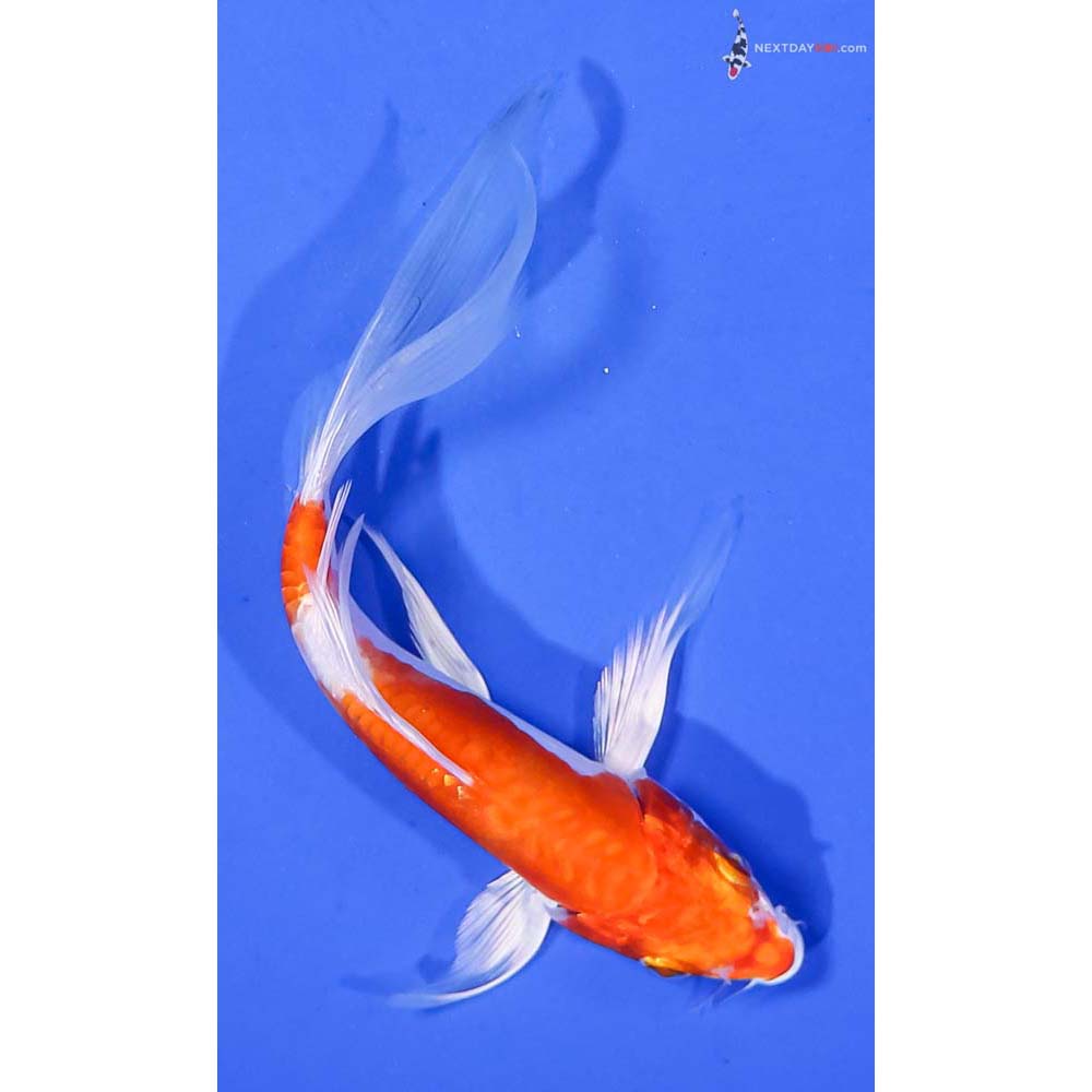 6” Imported Kikusui Butterfly Koi