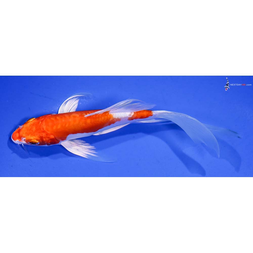 6” Imported Kikusui Butterfly Koi