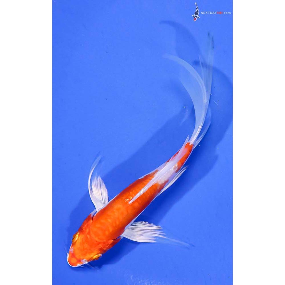 6” Imported Kikusui Butterfly Koi