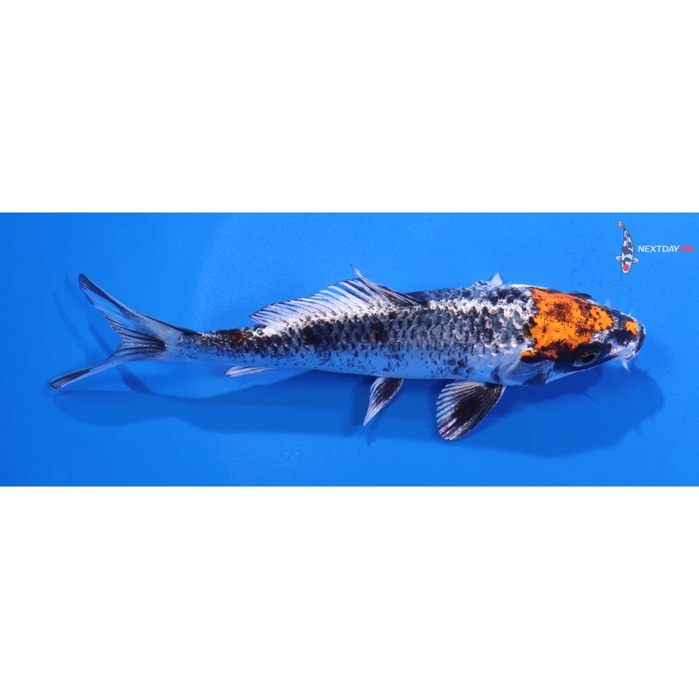 5” Imported Kujaku