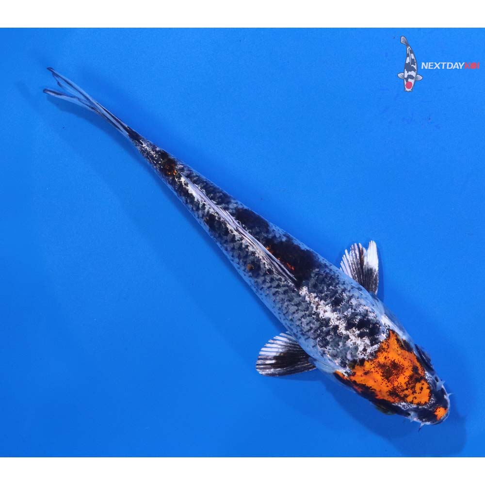 5” Imported Kujaku