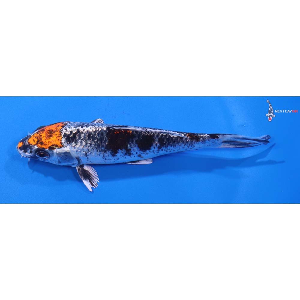 5” Imported Kujaku
