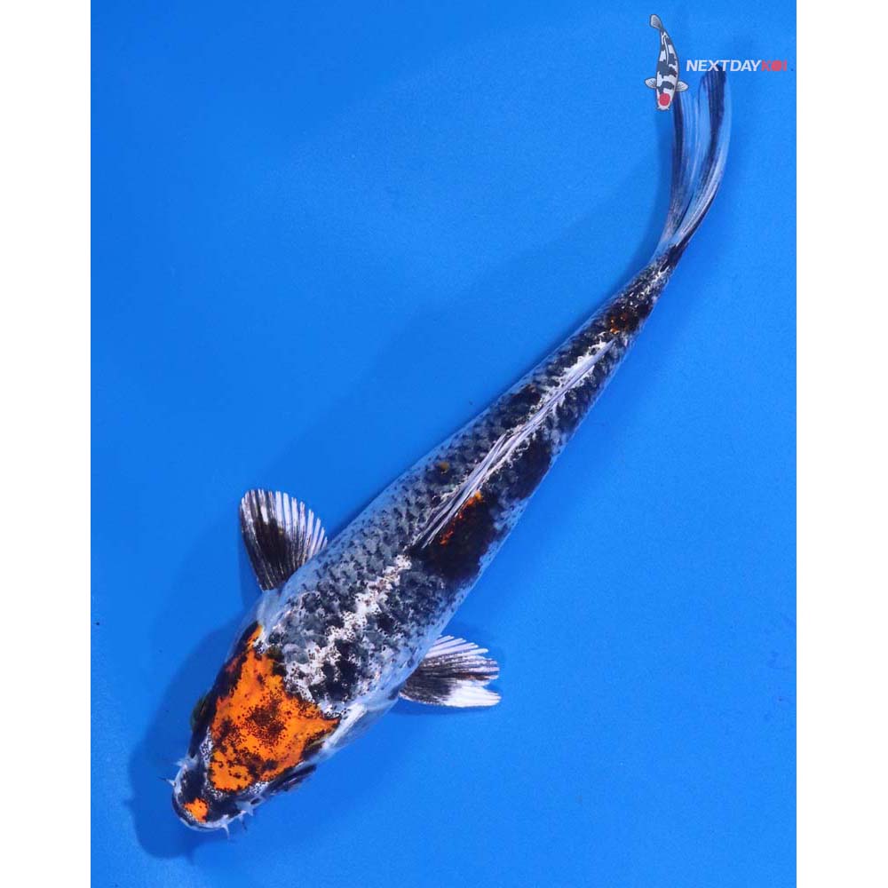 5” Imported Kujaku