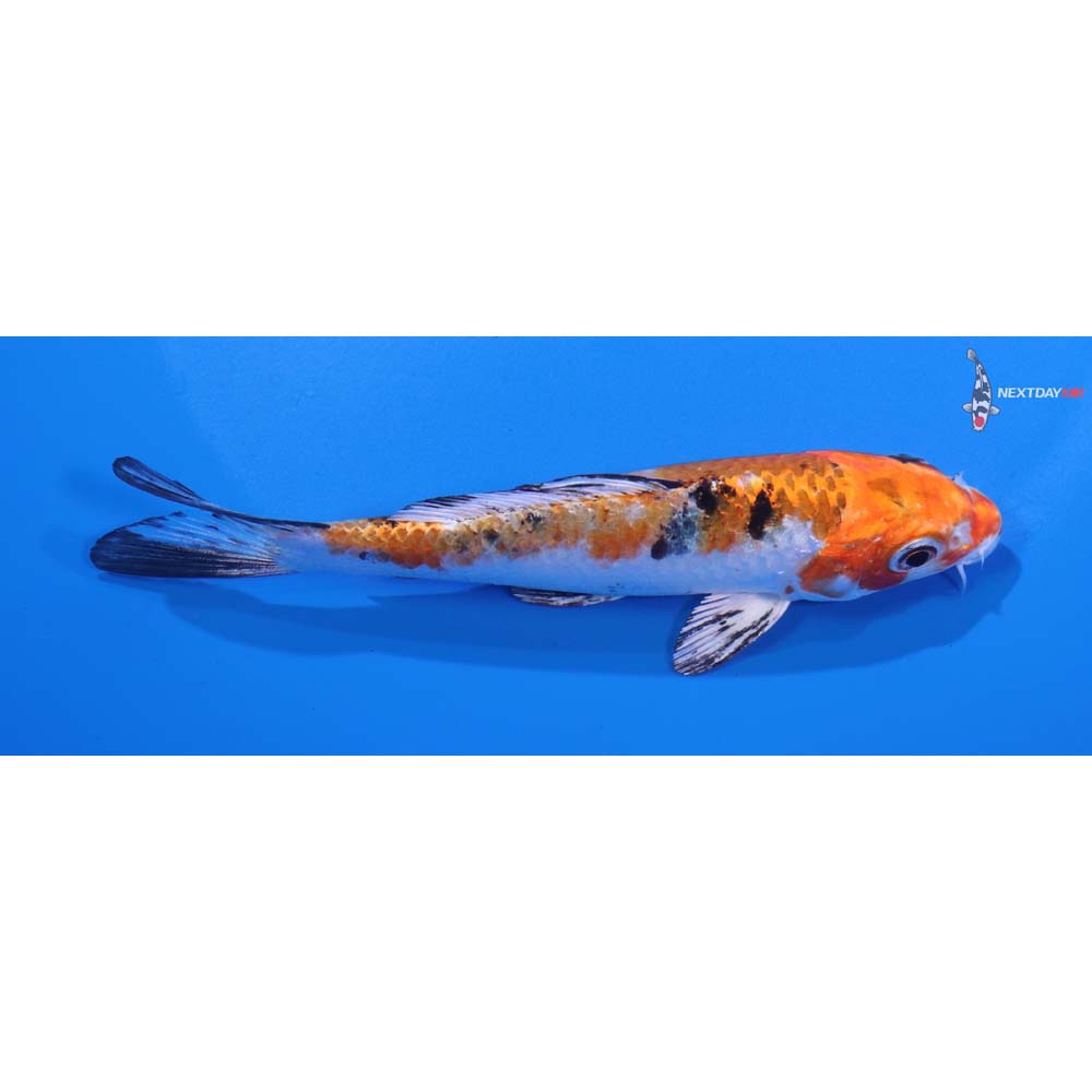 5” Imported Yamato Nishiki