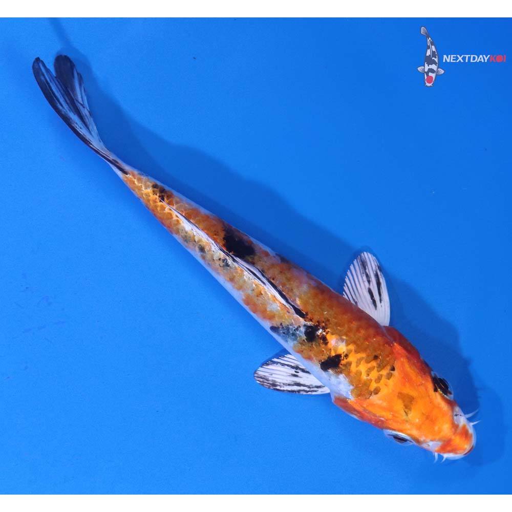 5” Imported Yamato Nishiki