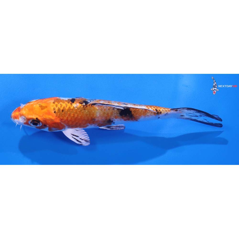 5” Imported Yamato Nishiki