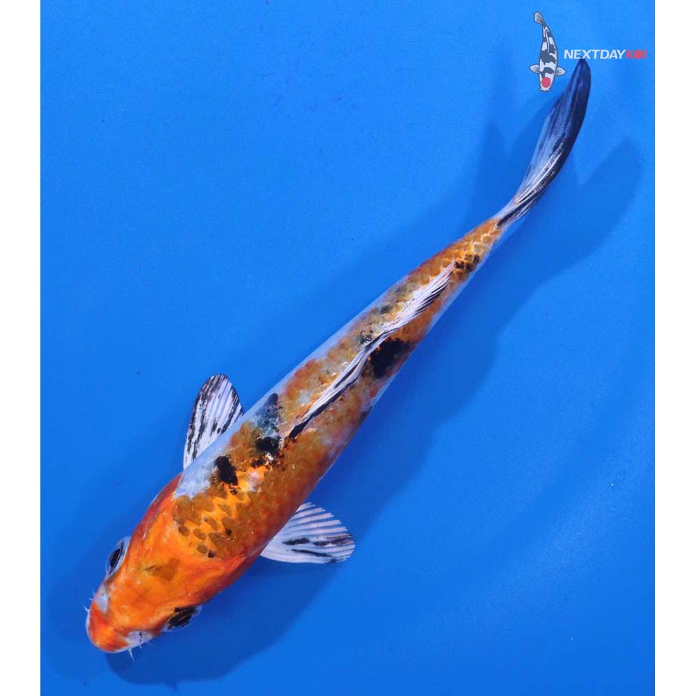 5” Imported Yamato Nishiki