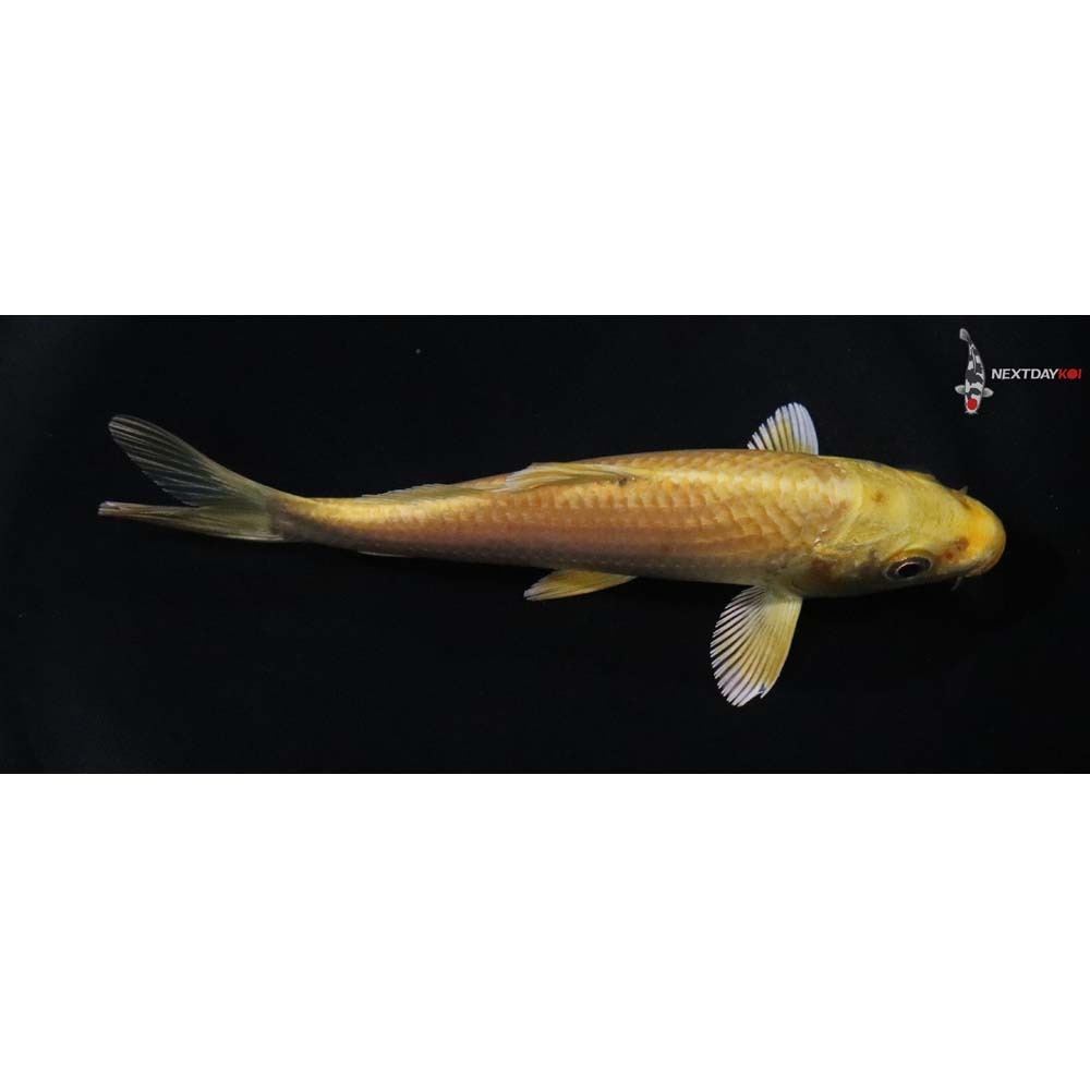 5” Imported Yamabuki Ogon