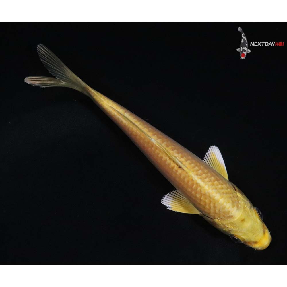 5” Imported Yamabuki Ogon