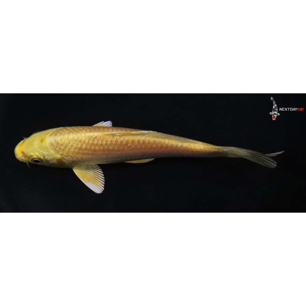 5” Imported Yamabuki Ogon