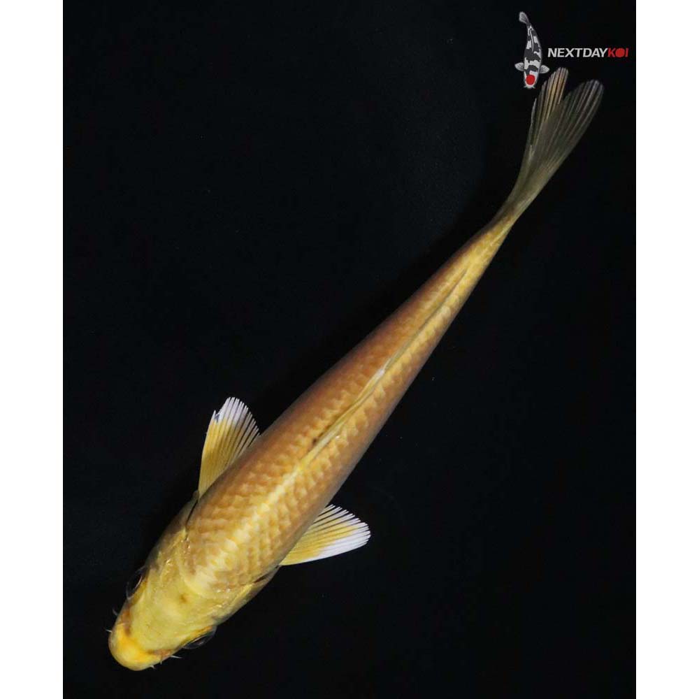 5” Imported Yamabuki Ogon