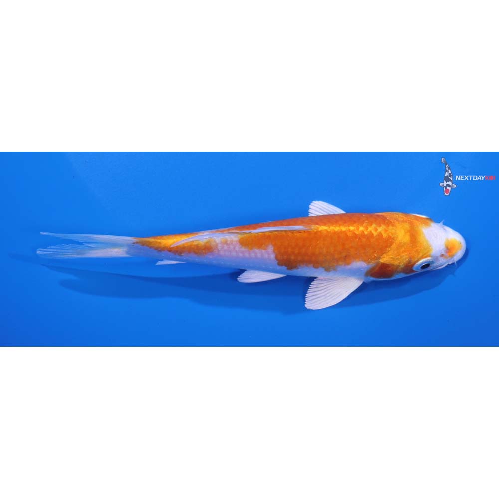 5.5” Imported Hariwake