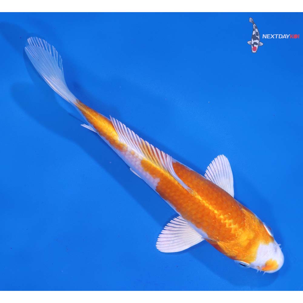 5.5” Imported Hariwake