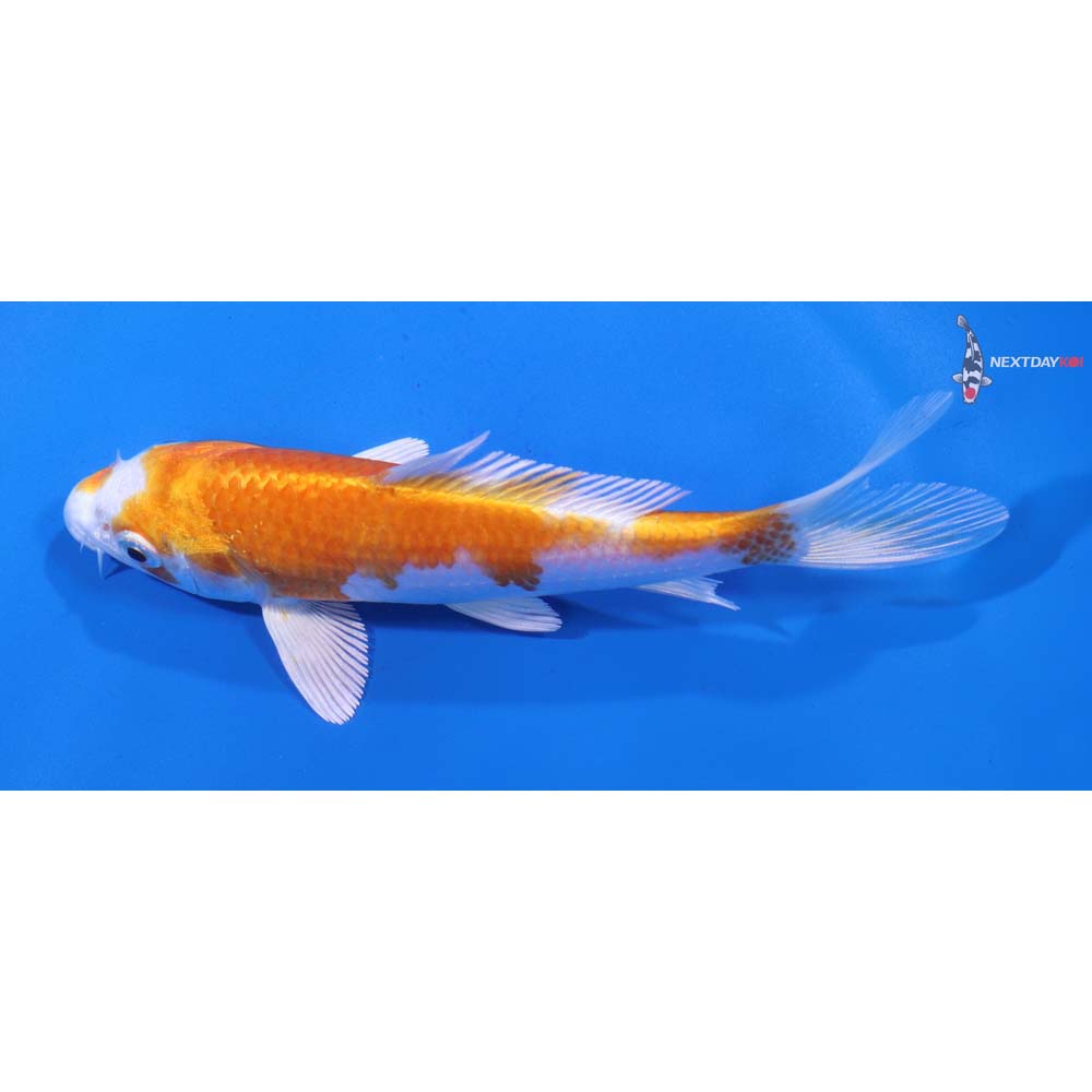 5.5” Imported Hariwake