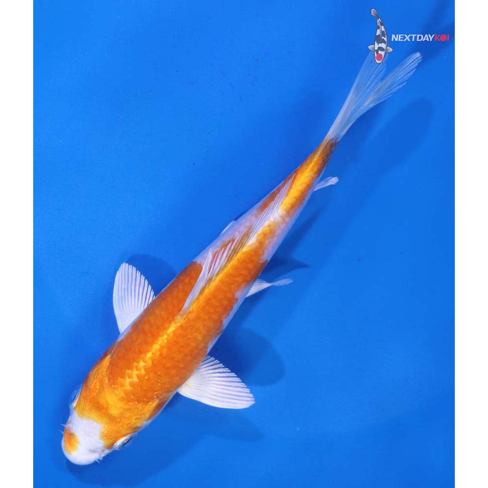 5.5” Imported Hariwake